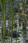 Pied-Billed Grebe In Reeds